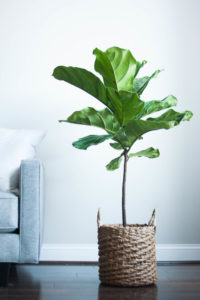 minimalist interior living room fiddle leaf fig tree rgdaily blog