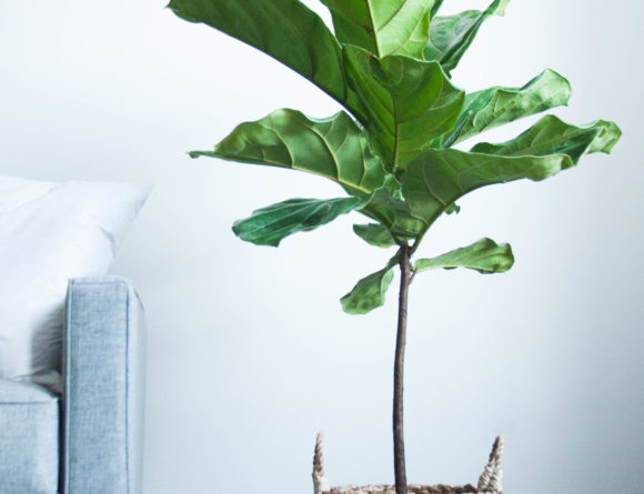 minimalist interior living room fiddle leaf fig tree rgdaily blog