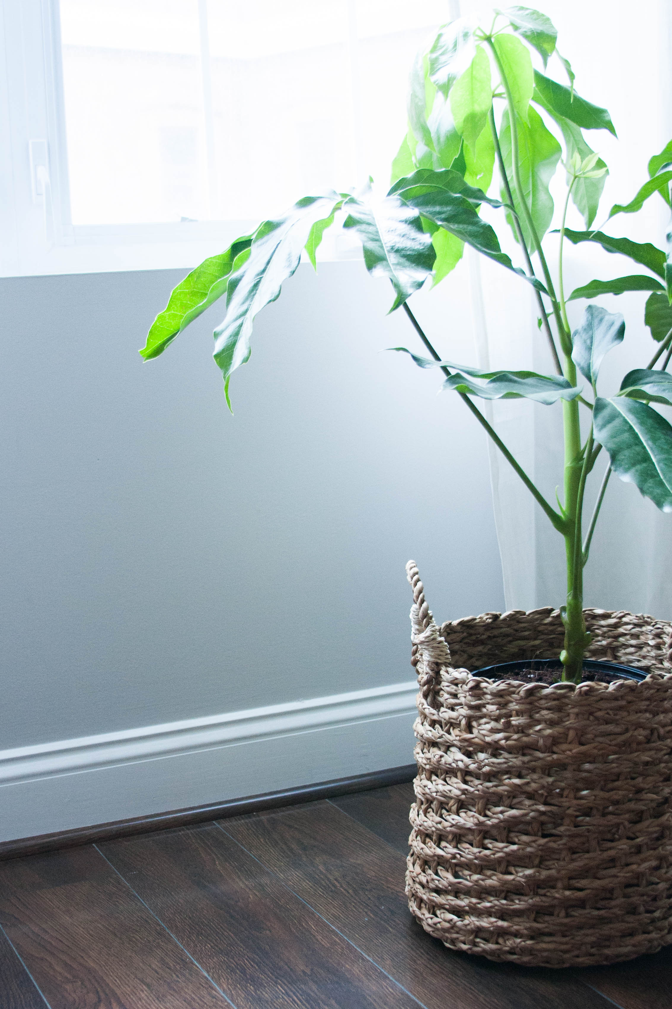 arboricola house plant green interior rg daily blog