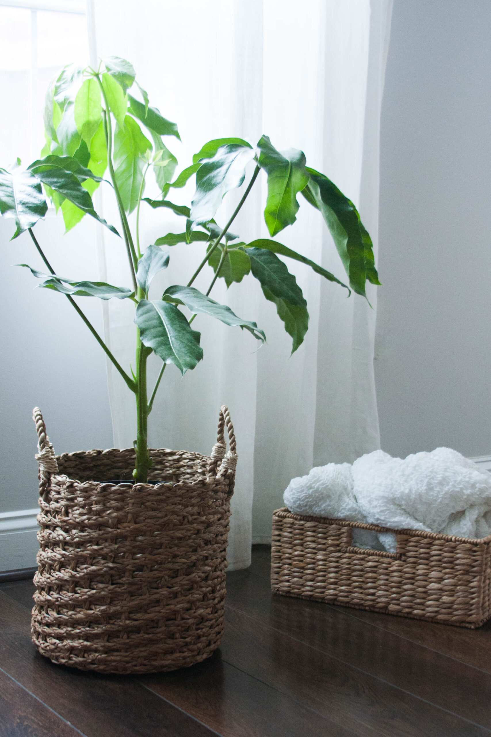house plant green interior rgdaily blog