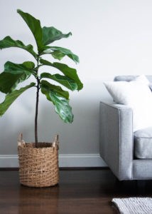 fiddle leaf fig tree house plants fresh interior rgdaily home