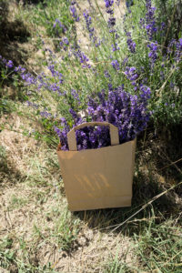 tihany hungary lavender festival travel guide rebecca goddard rgdaily 5