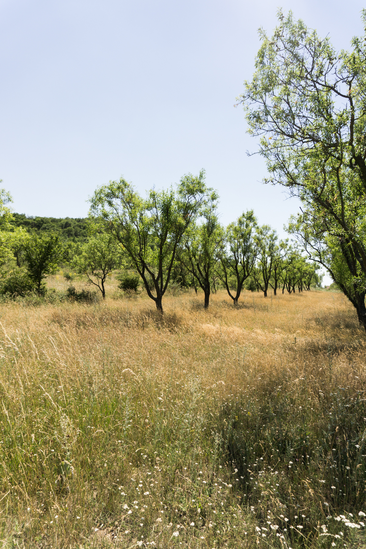 Travel Tihany Hungary Golden Fields rg daily blog