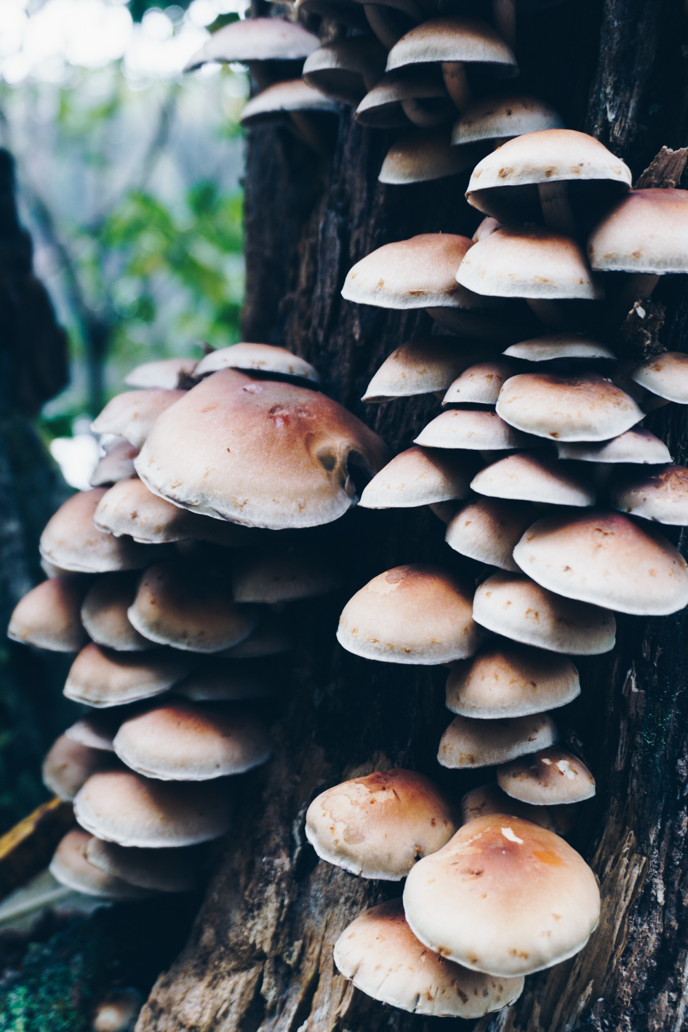 blue ridge mountains mushrooms travel rgdaily blog