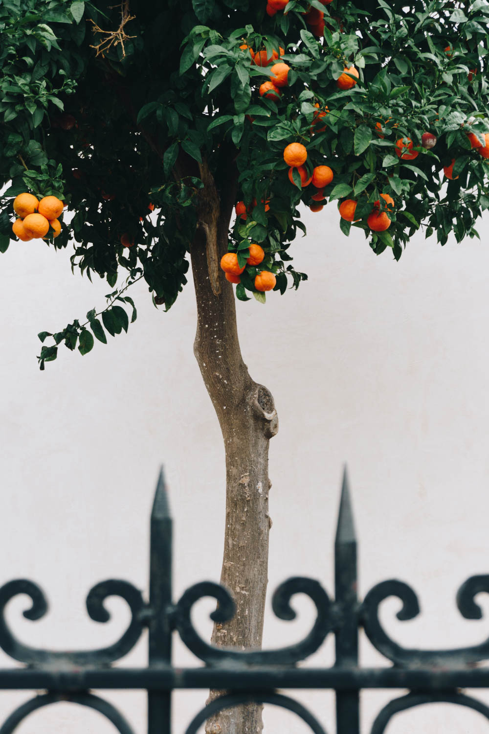 athens greece travel guide plaka orange trees rgdaily blog rebecca goddard