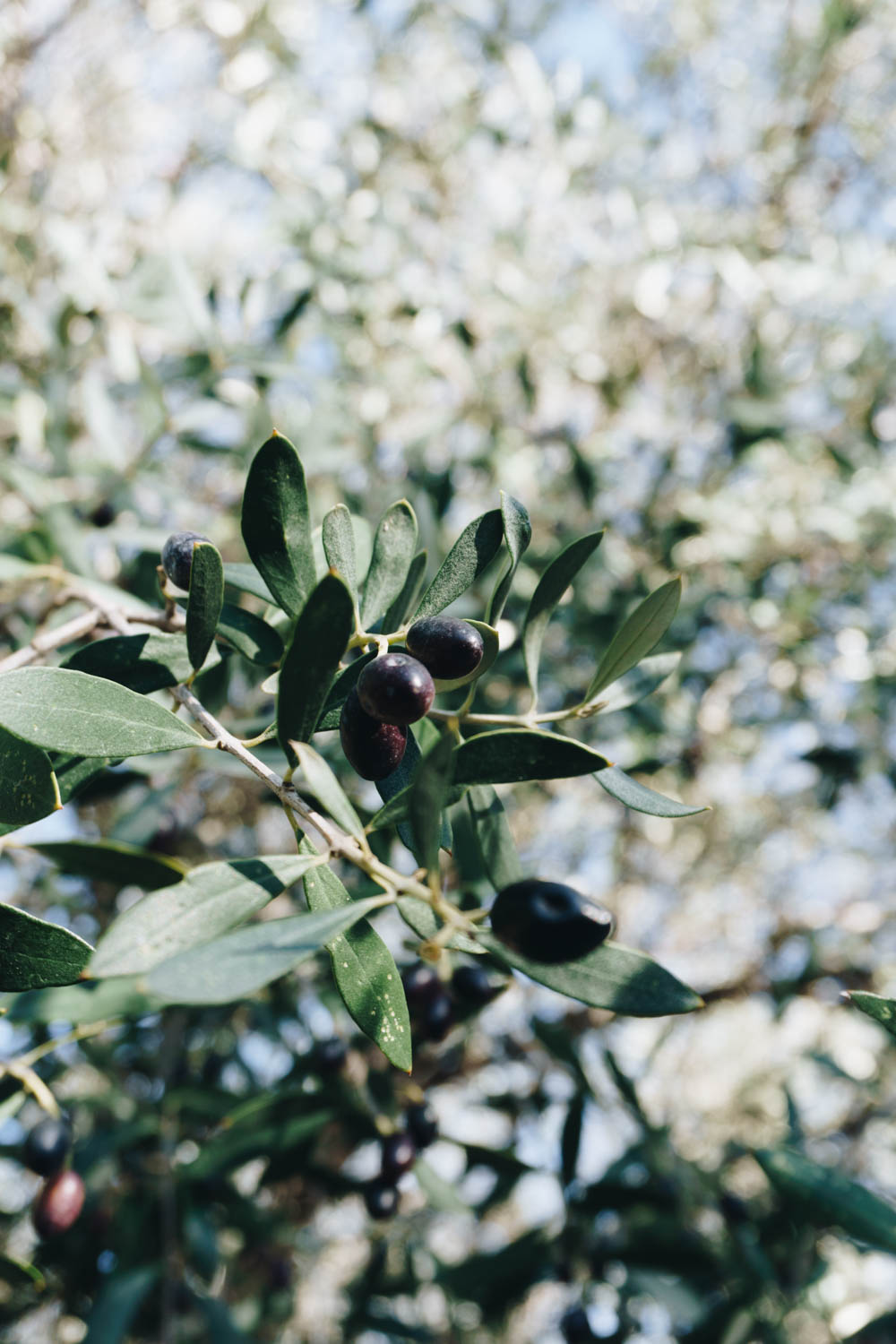 athens greece travel guide olives rgdaily blog rebecca goddard