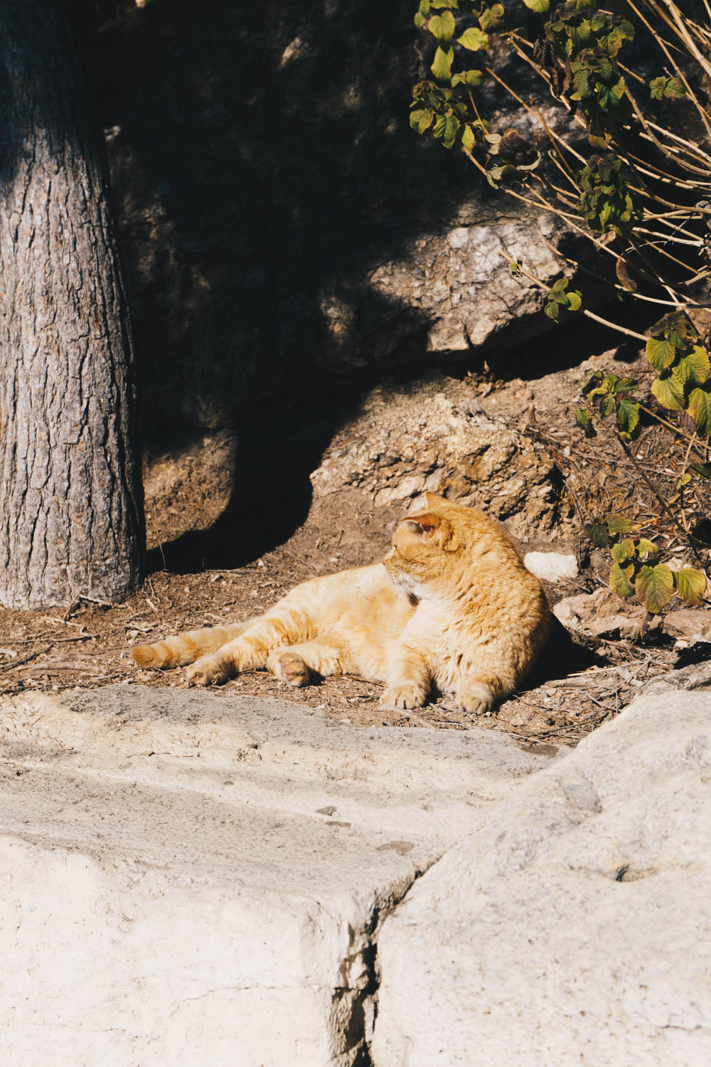 athens greece travel guide cat rgdaily blog rebecca goddard