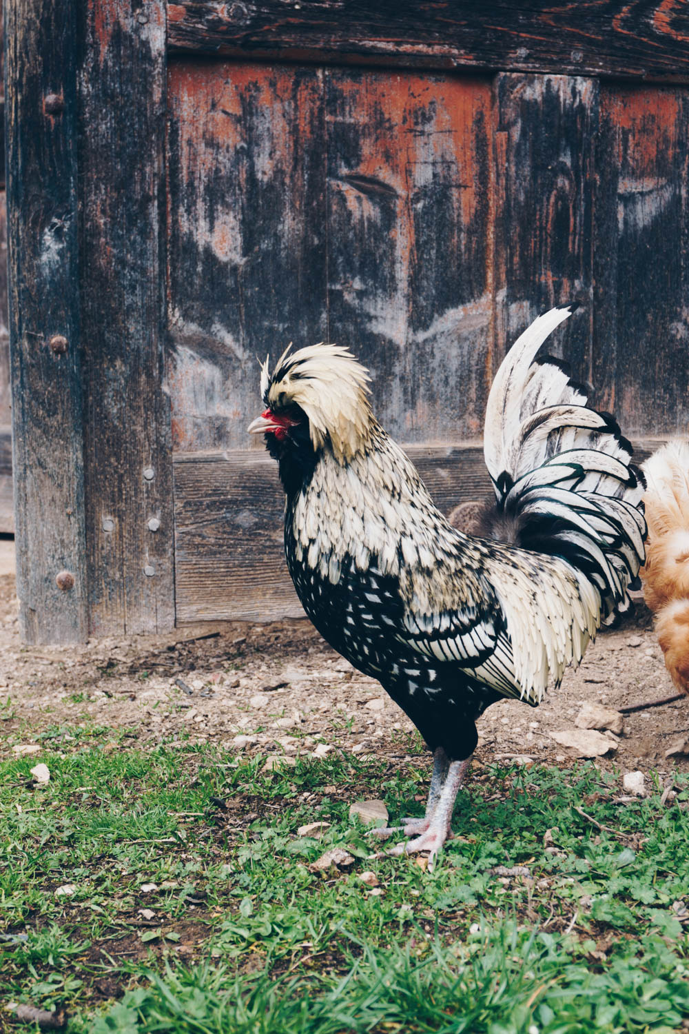Chateau de Burnand, Burgundy France - French Countryside Chickens - RG Daily Blog