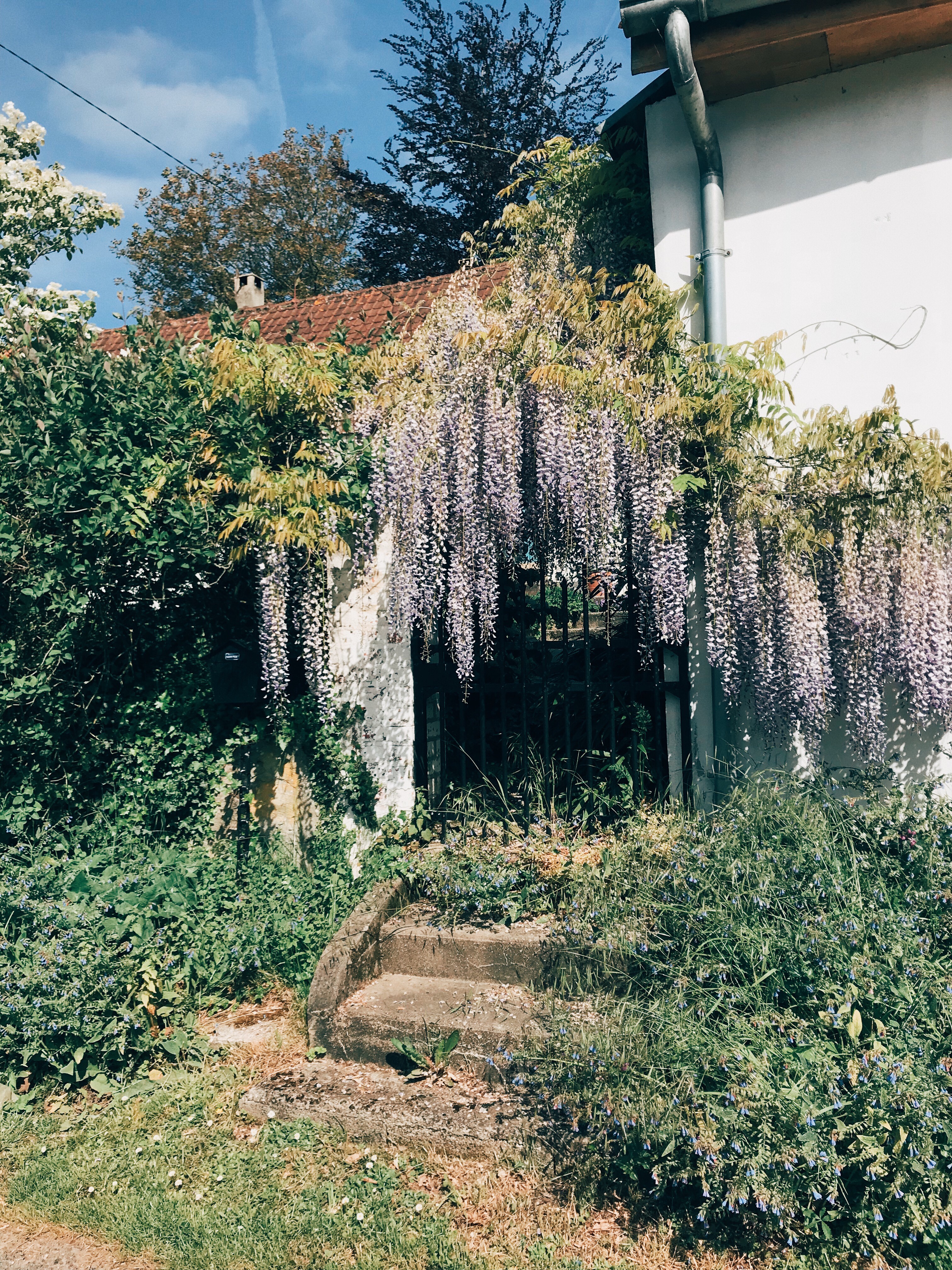 Wisteria, St Rémy au Bois France / Travel RG Daily Blog