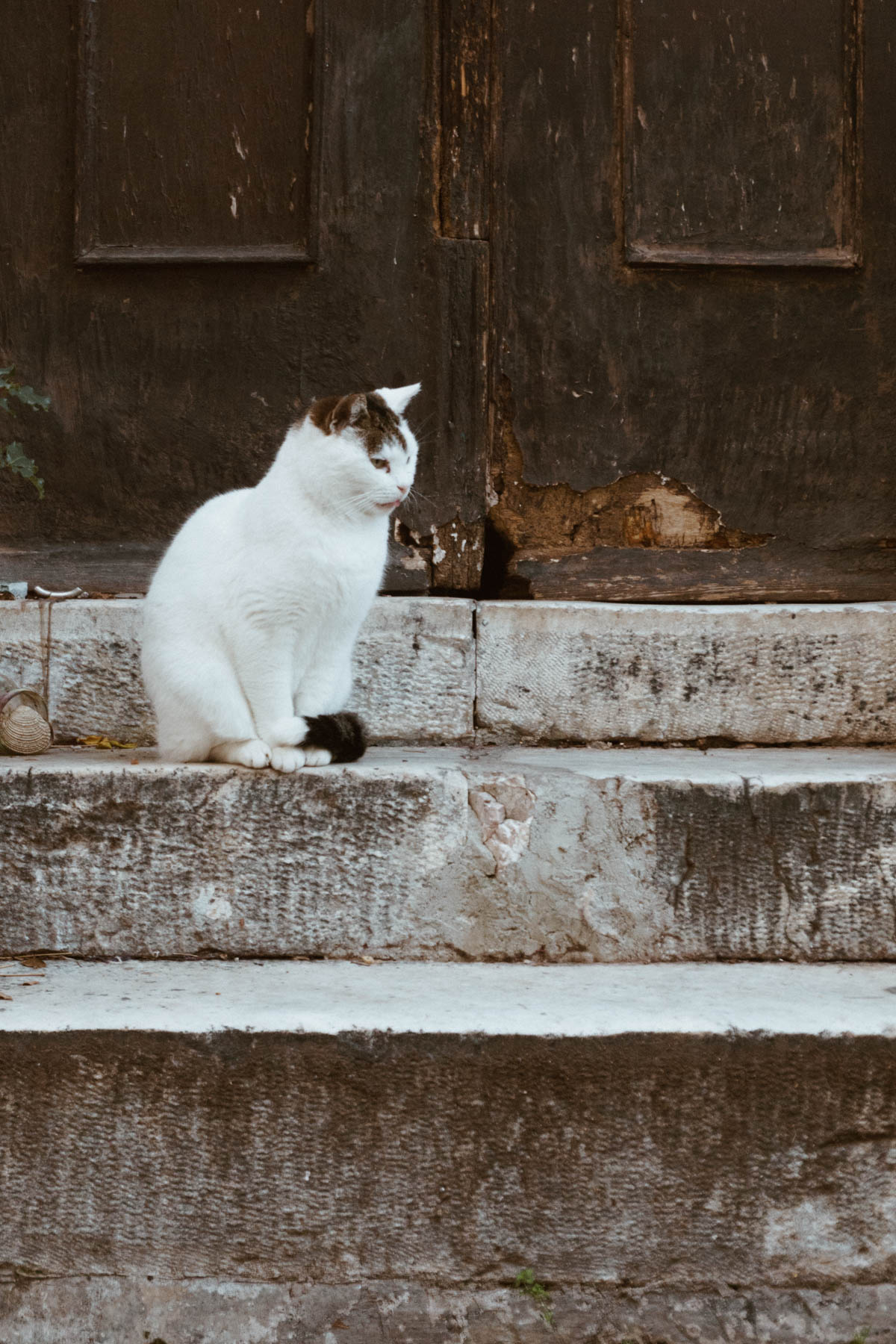 Plaka Postcards, Athens Greece Travel Guide - Cats // RG Daily Blog