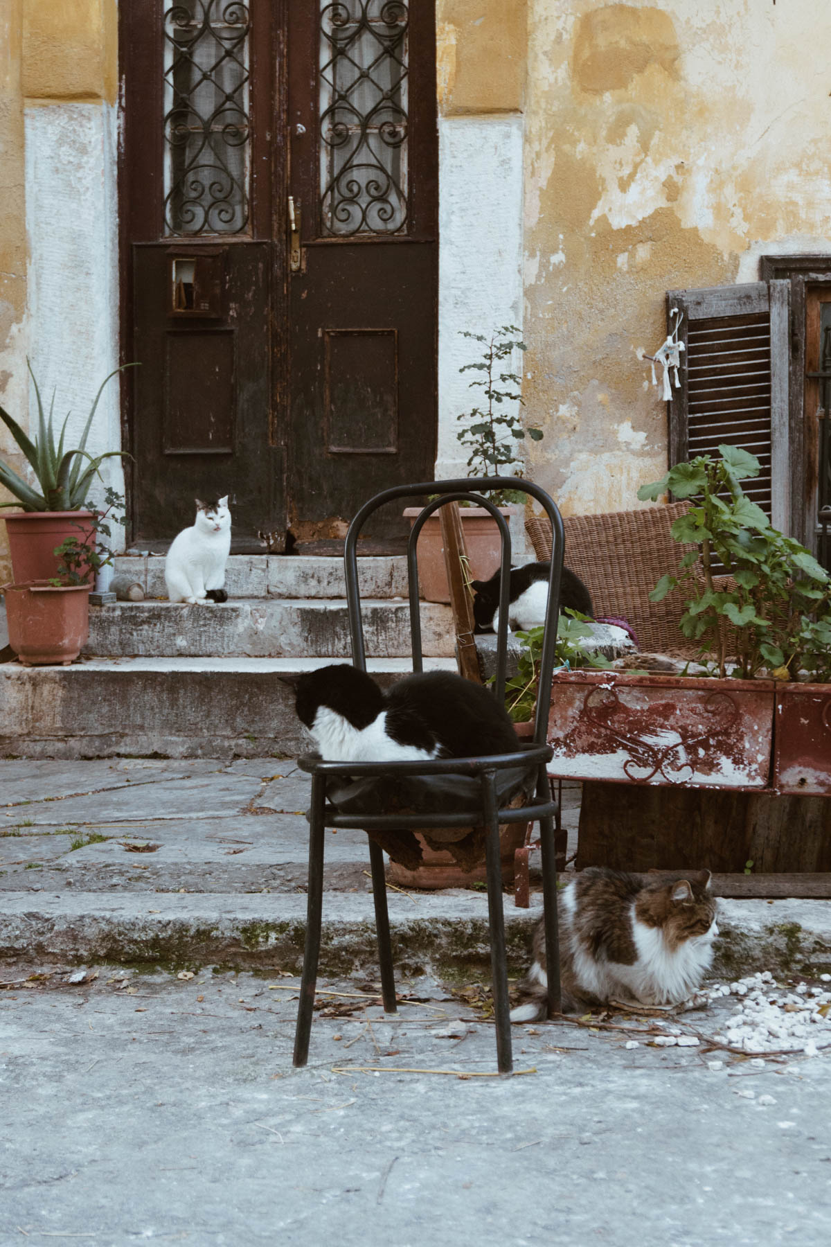 Plaka Postcards, Athens Greece Travel Guide - Cats // RG Daily Blog