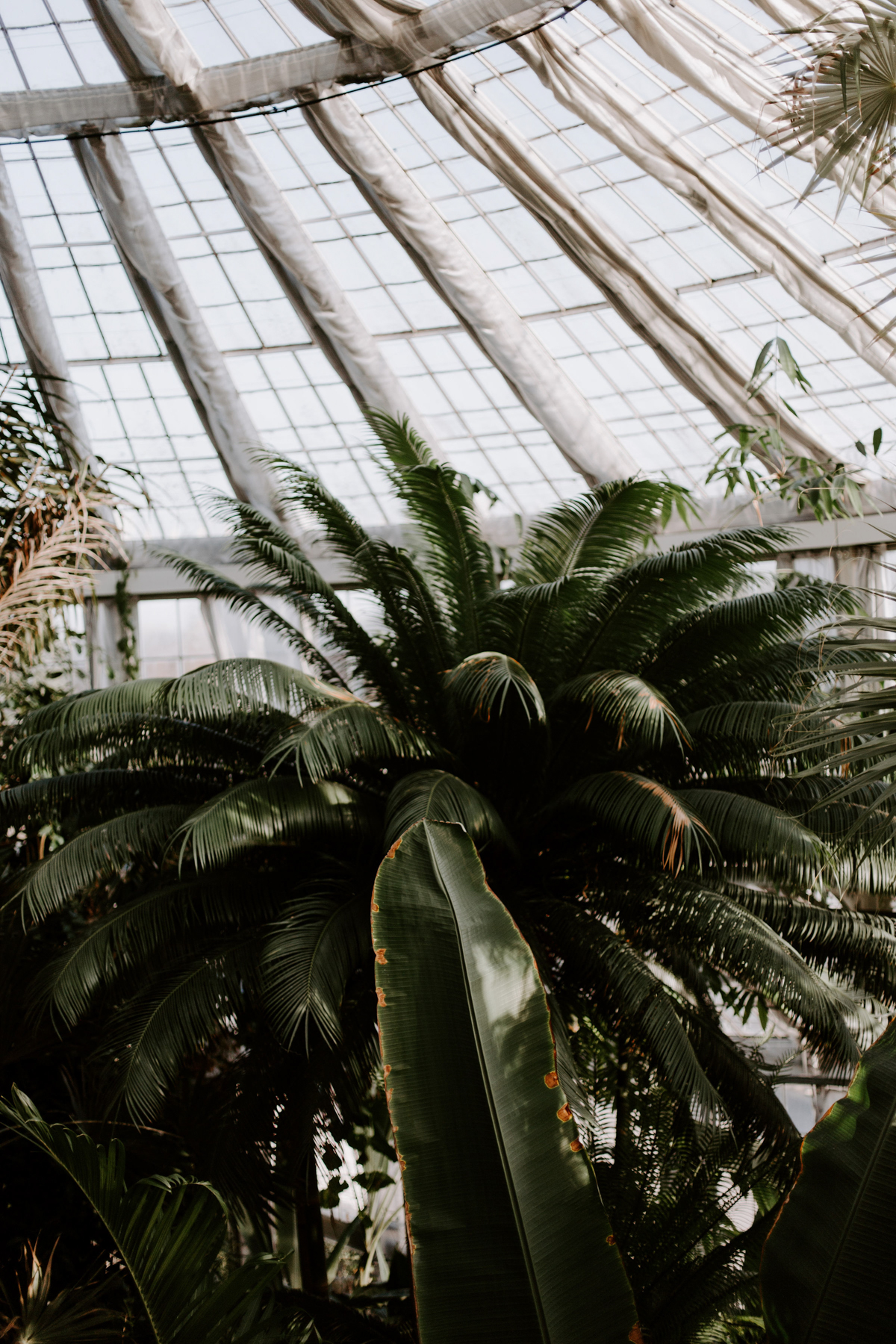 Our Dreamy Copenhagen Elopement ~ Botanical Gardens, City Hall Wedding Photographer, Elva Ziemele / Lace Ivy and Oak Wedding Dress, Denmark / RG Daily Blog, Rebecca Goddard