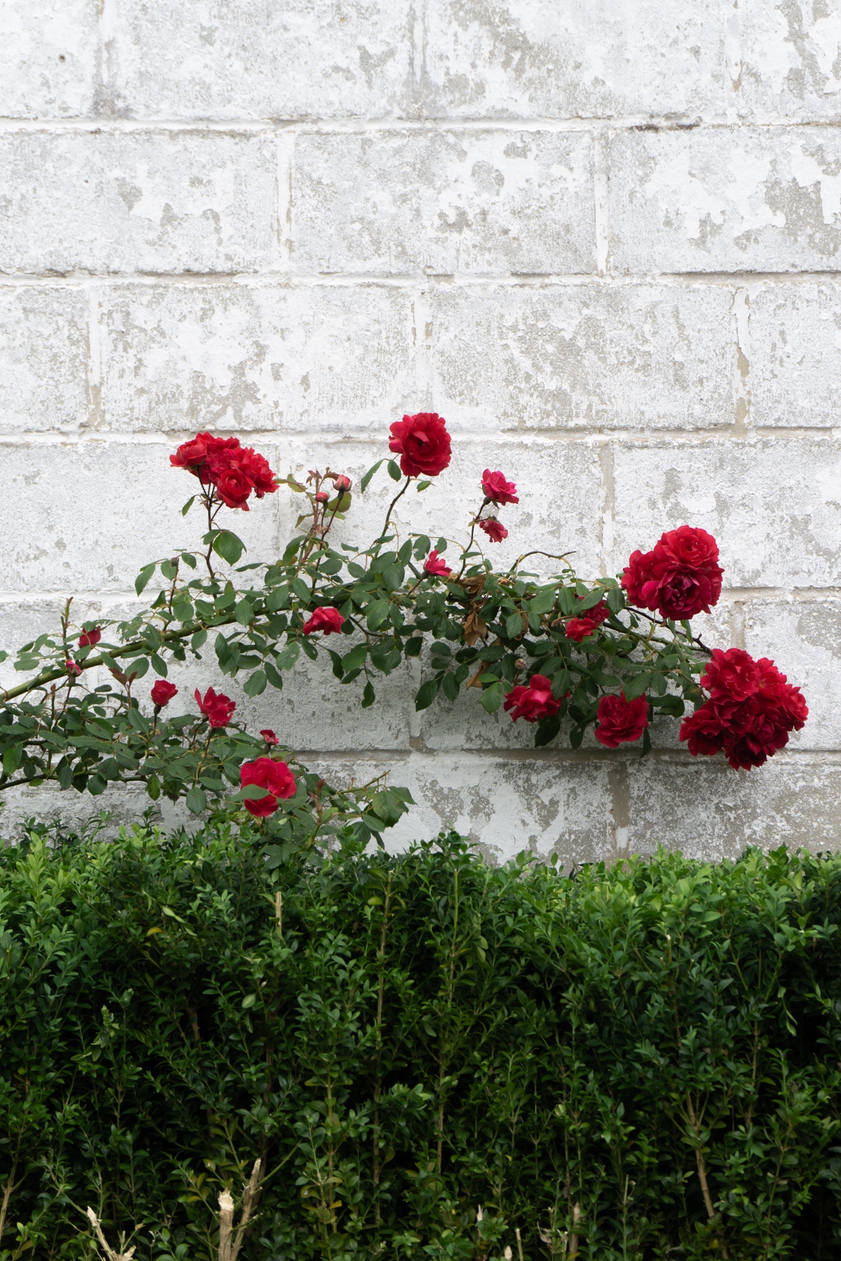 French Country Side Travel Journal - Le Tearoom at St Rémy au Bois France / RG Daily Blog