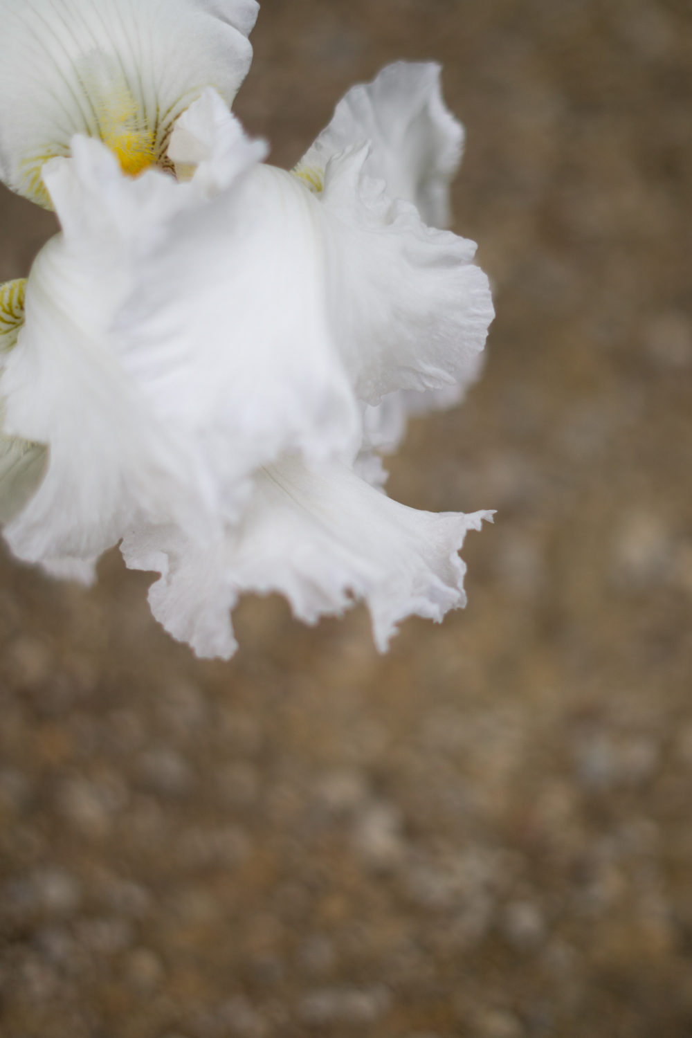 Iris Beige Aesthetic Flowers Nature Neutral