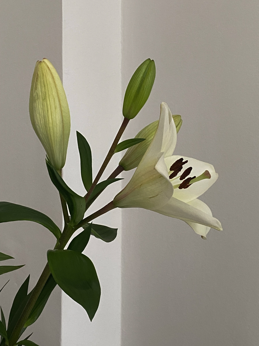 lilies | Rebecca Goddard
