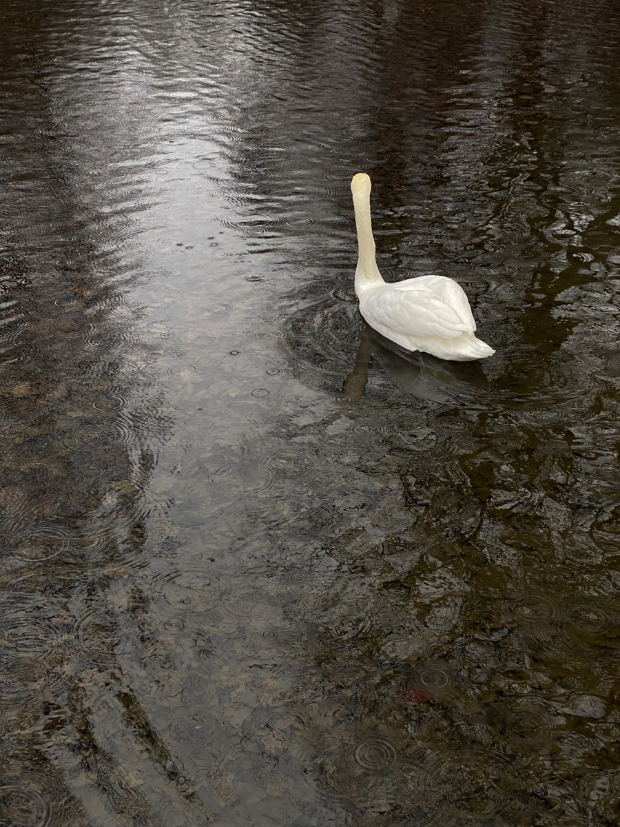 Swan In Water, Weekend Walks, RG Daily Blog